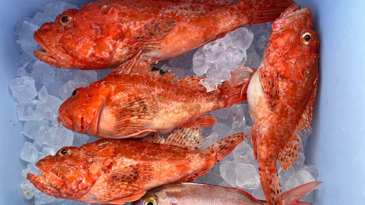 ШКАРПИНА Рыбалка с ИНЧИКУ и КАБУРА ХОРВАТИЯ