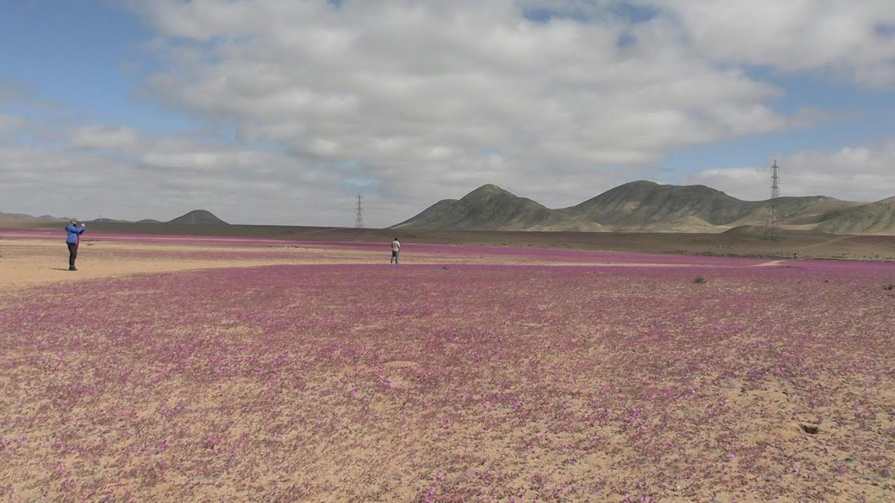 Au Chili, quand le désert d'Atacama fleurit | AFP