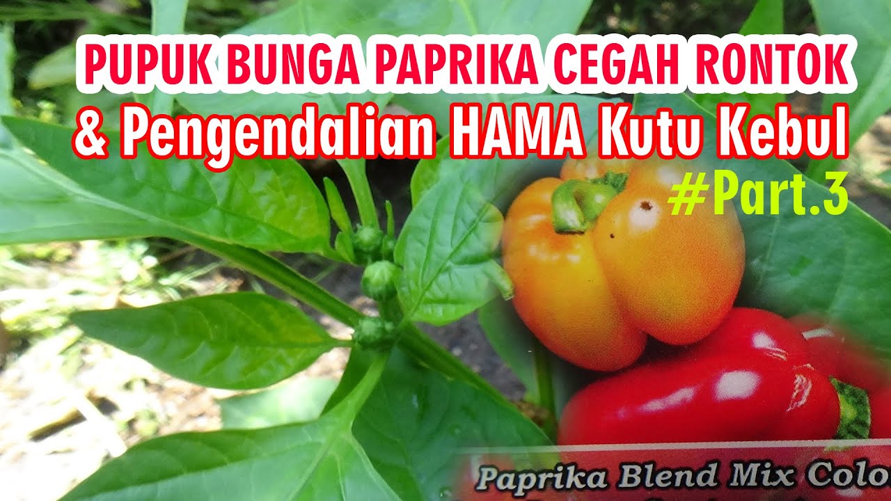 Bahan Pupuk Bunga Cegah Rontok  Cabai Pabrika Di Polybag PART 3