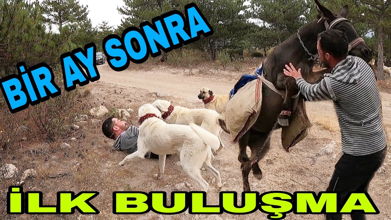 İLK BULUŞMA!! PİSKOPAT ÇILDIRDI!!EŞEKTEN ZOR KURTULDUM