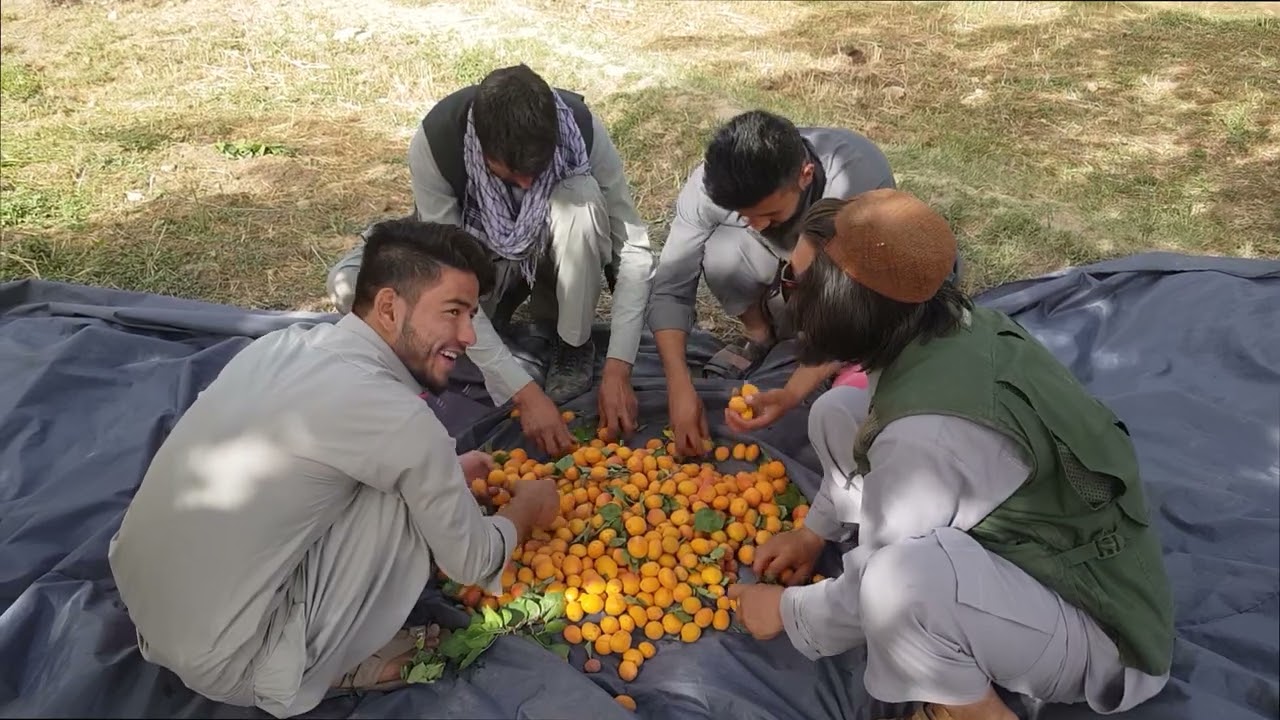 جمع کردن زردآلو ساقی و چپه نمک / قسمت سوم سفر کهمرد