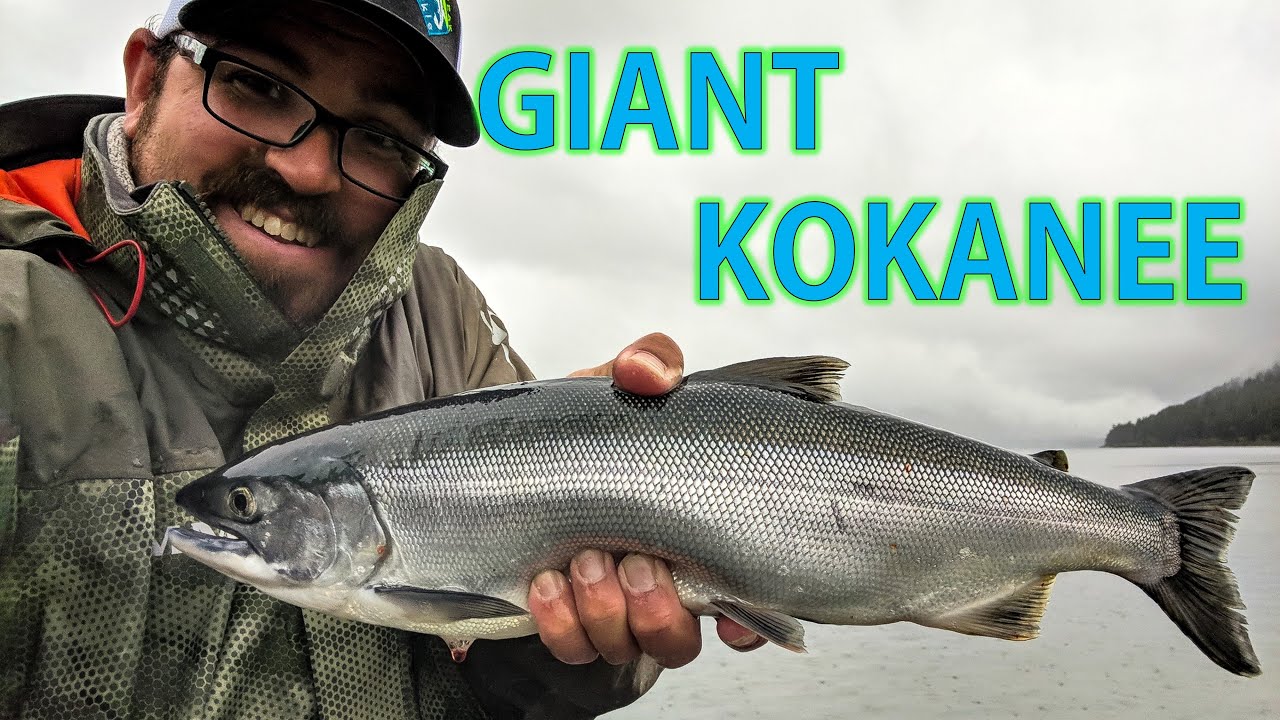 In Pursuit of Trophy Kokanee: The King of Kokanee Lakes is Making a Comeback