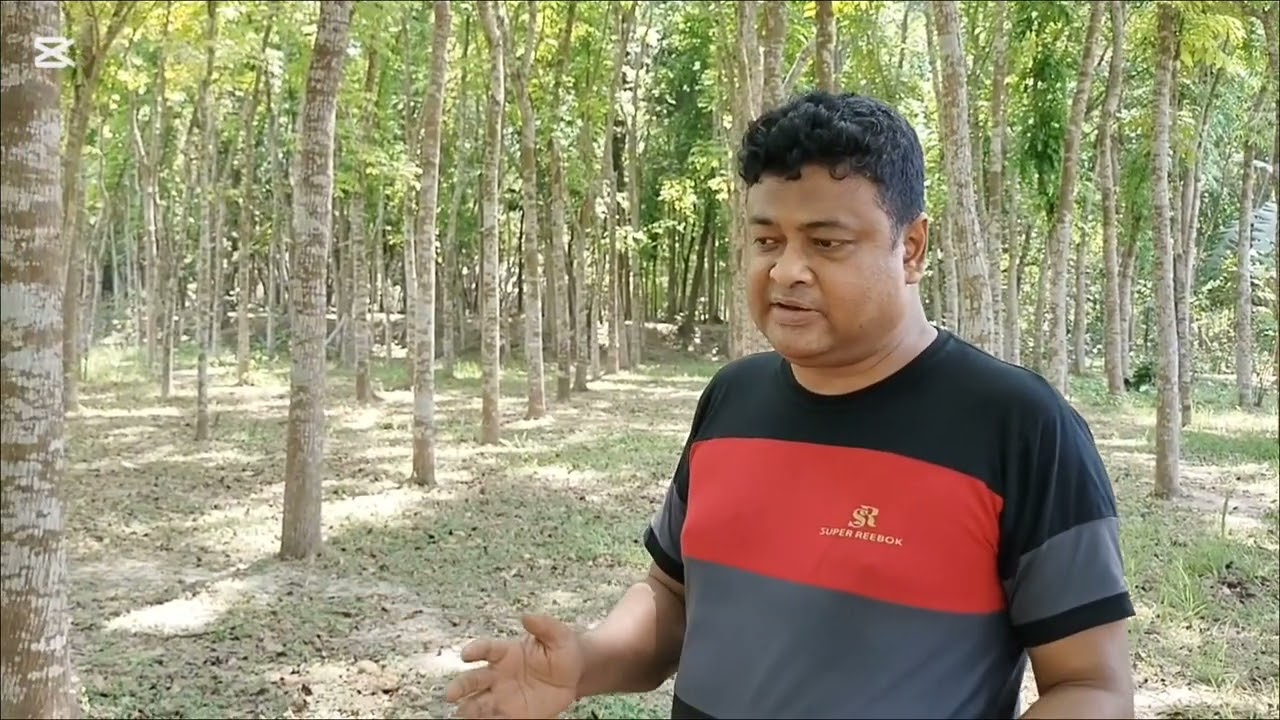 মেহগনি গাছ কেন লাগাবেন? ফিক্সড ডিপোজিটের ভরসা।