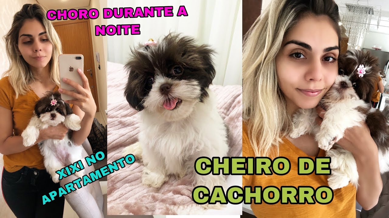 CACHORRO EM APÊ PEQUENO + APÊ MRV + COMO ESTÁ SENDO A ADAPTAÇÃO DA MEL