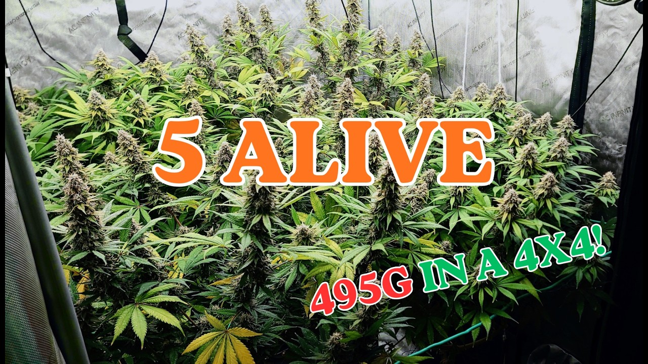 🍍 5 Alive (NOS): Full 4x4 Grow Guide & Yield Report 🏆