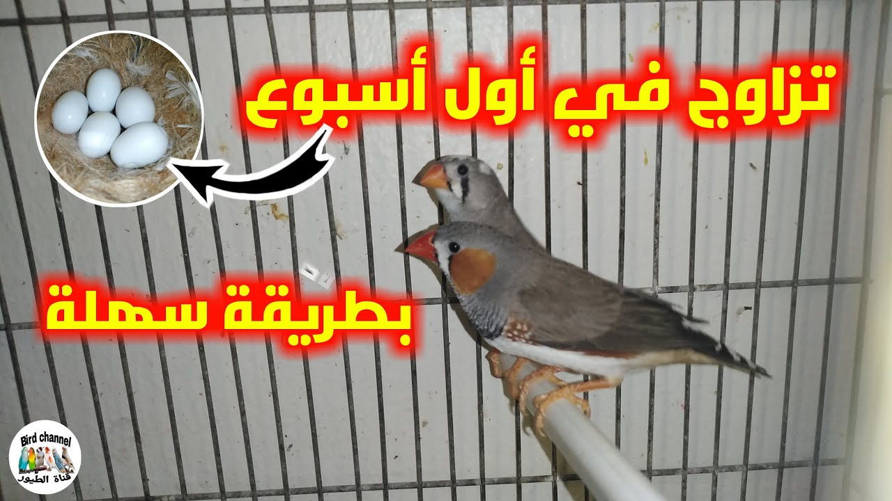 الطريقة الصحيحة للجمع بين زوج الزيبرا وكيف نختار الزوج المناسب للتزاوج والإنتاج بسهولة