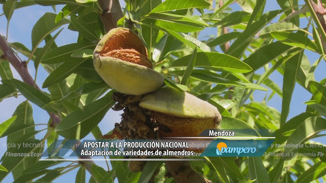 Almendros: apostar a la producción nacional
