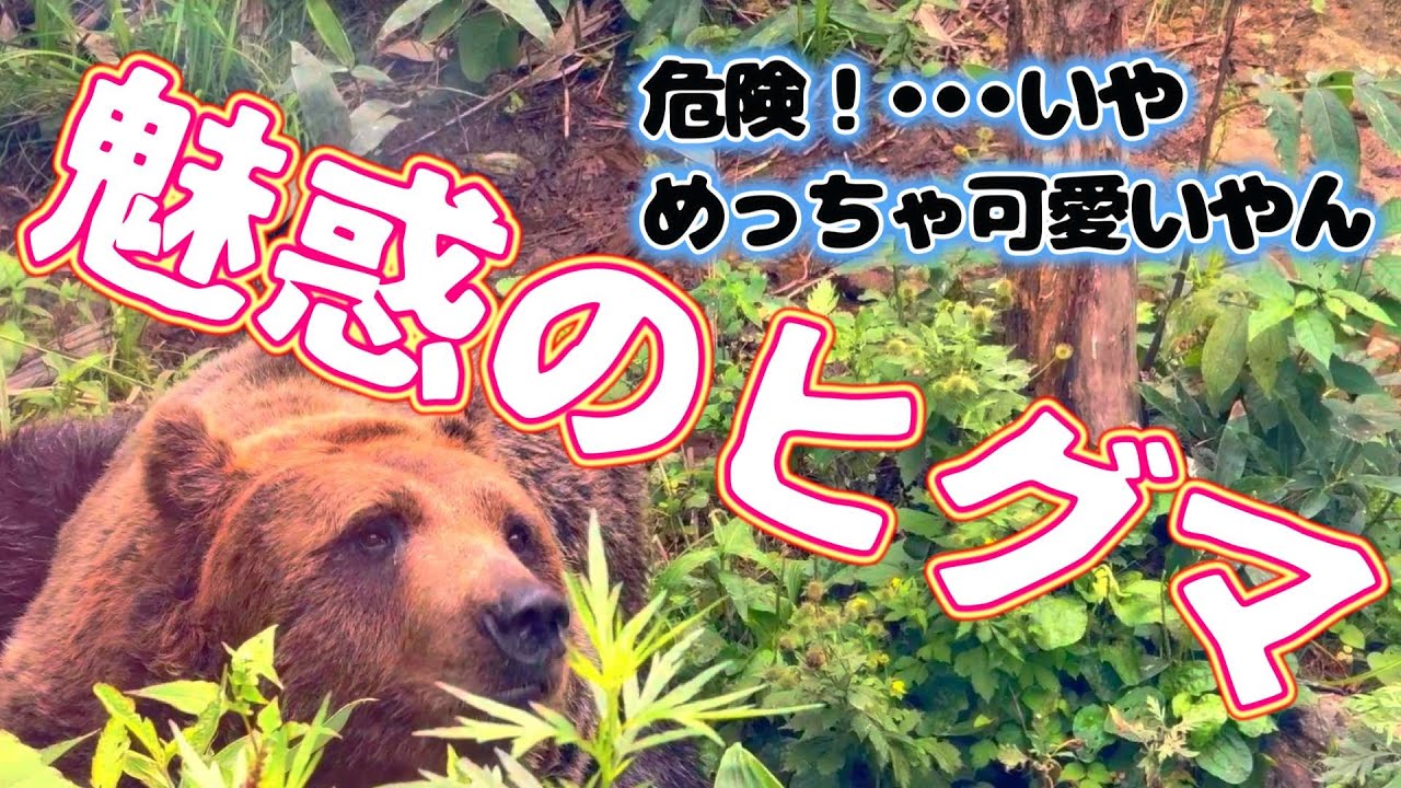【北海道】サホロベアマウンテン🐻怖いだけじゃないんよ可愛すぎるヒグマに衝撃！