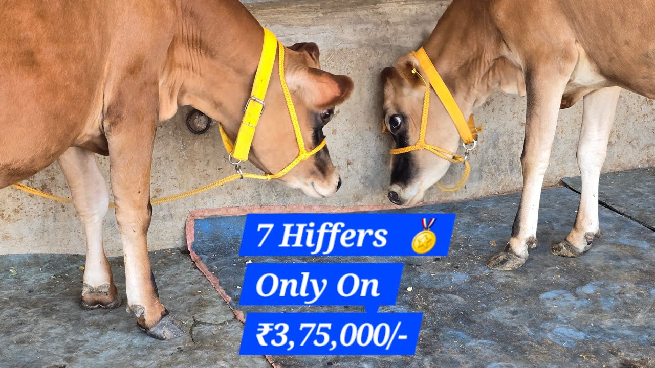 🎄 7 Hiffers🥳 Only On 3,75,000/- @Sarbcheemadairy 75080 23218