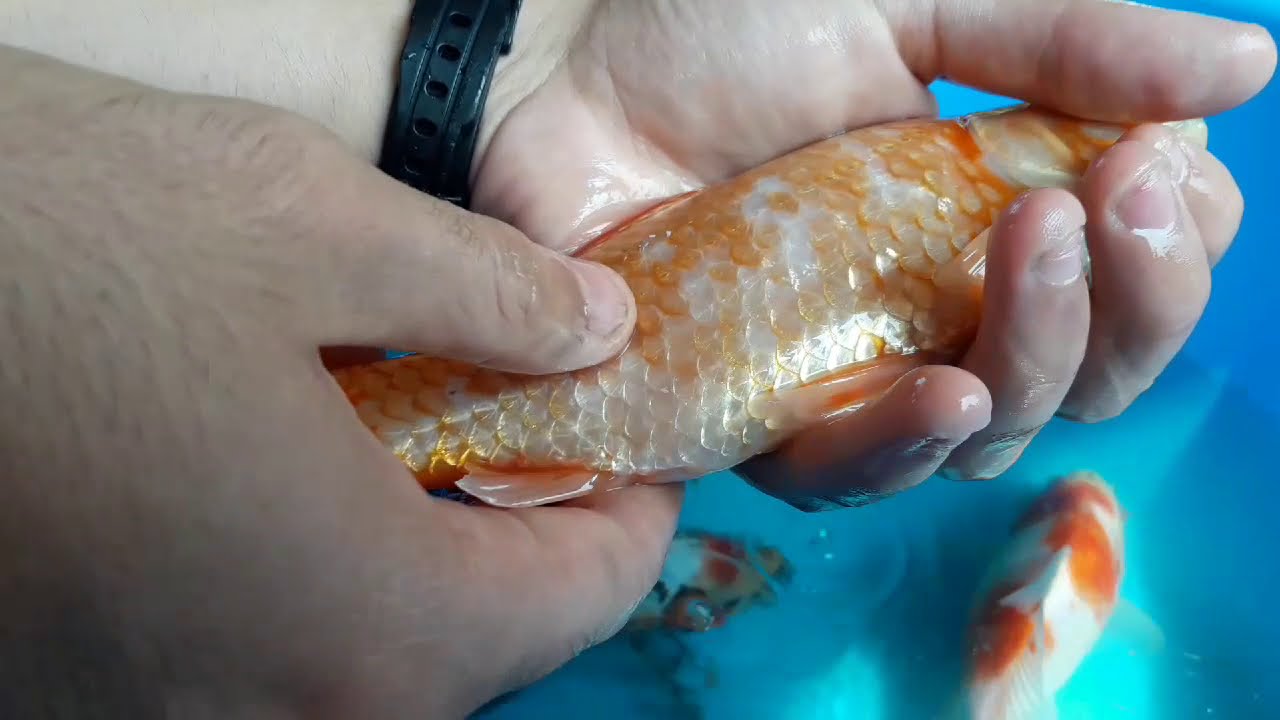 Cómo DIFERENCIAR UN GOLDFISH HEMBRA DE UN GOLDFISH MACHO? Cortejo de Goldfish y Diferencias