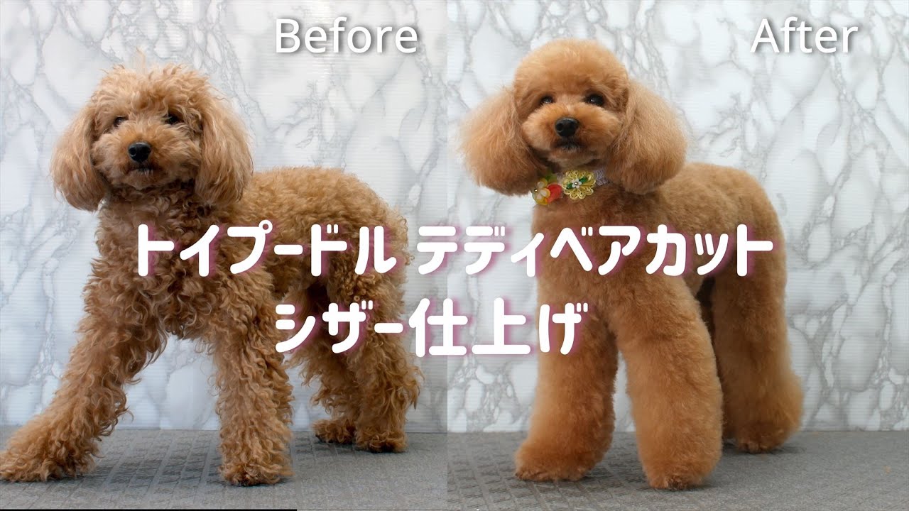 PoodleGrooming トイプードル テディベアカット シザー仕上げ