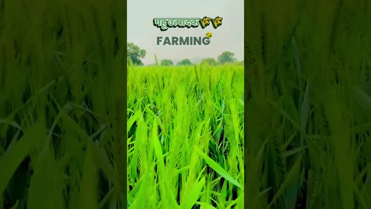 गहू उत्पादक 🌾