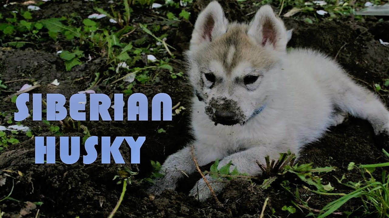 SIBERIAN HUSKY, la convivencia diaria