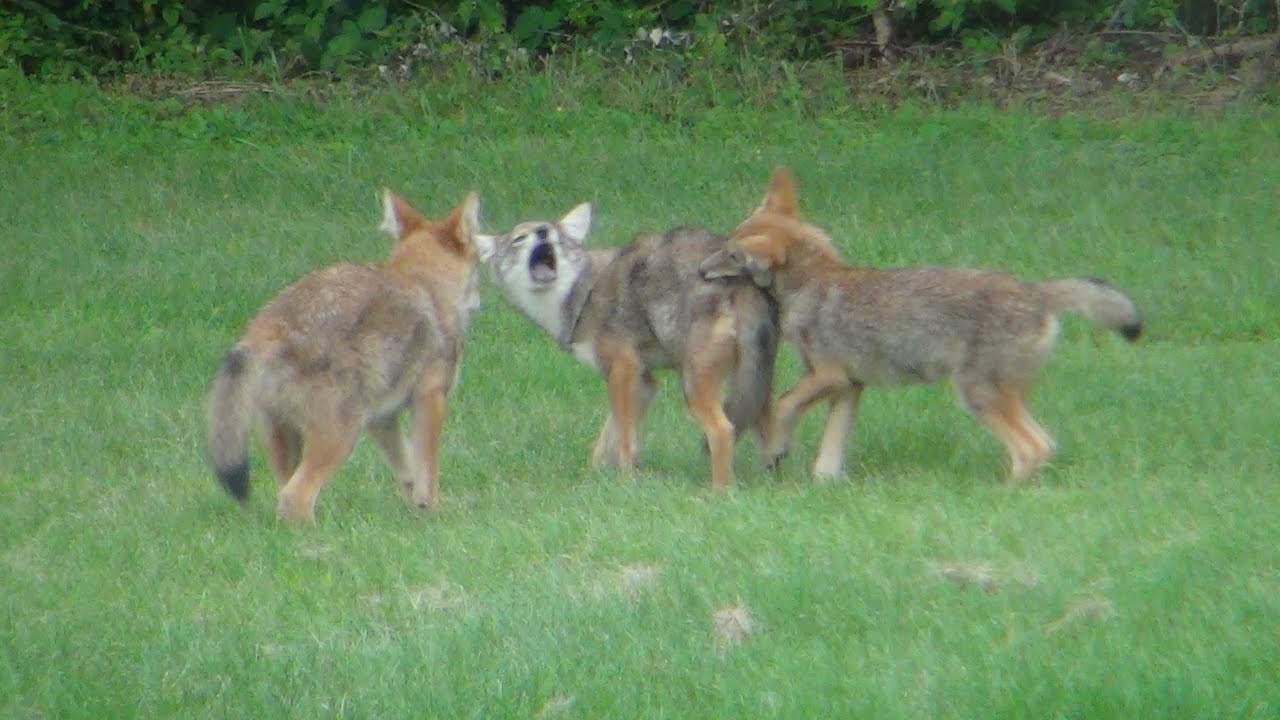 Coyote Pups