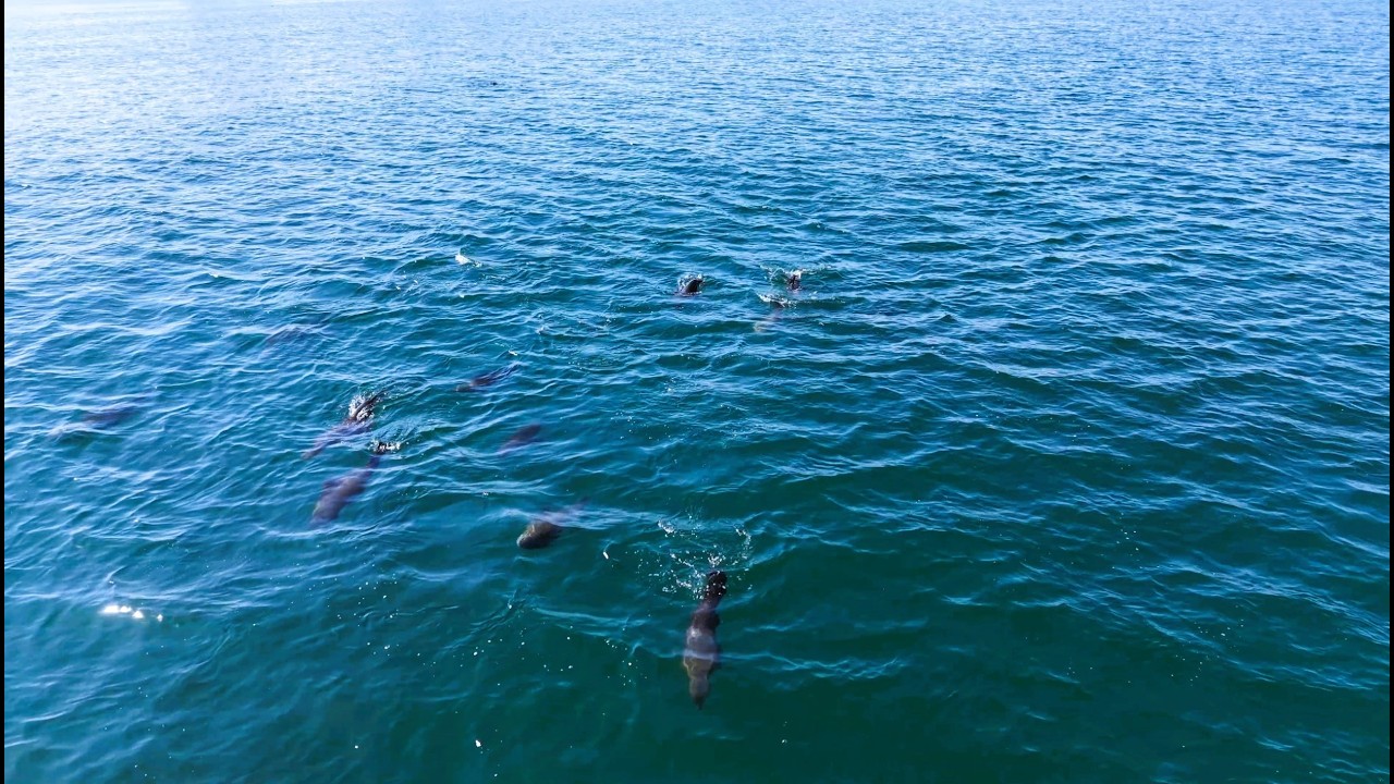 Cape Fur Seals out at sea in their natural environment