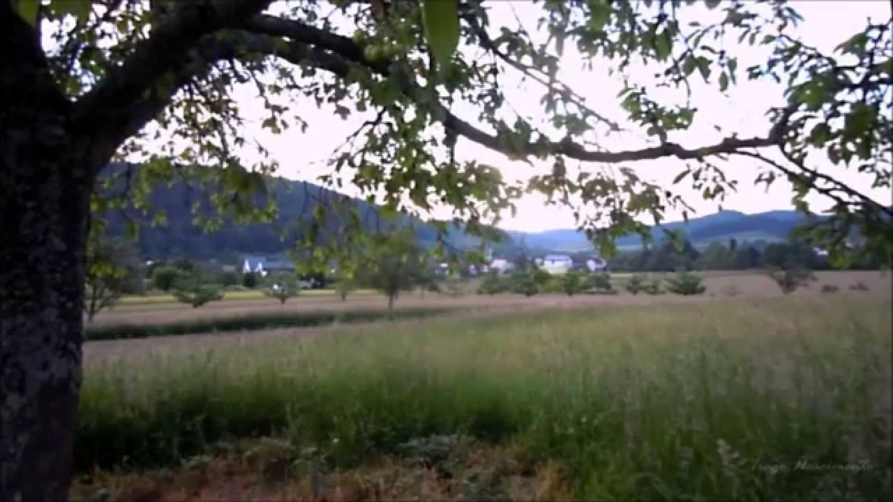 Sounds of life - Under a tree in the field -  Germany - HD