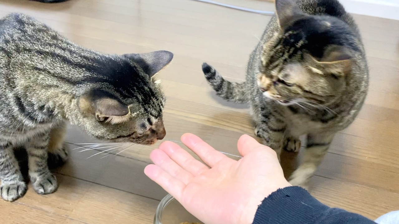 何も悪くない後輩猫にいきなりブチギレる先輩猫...