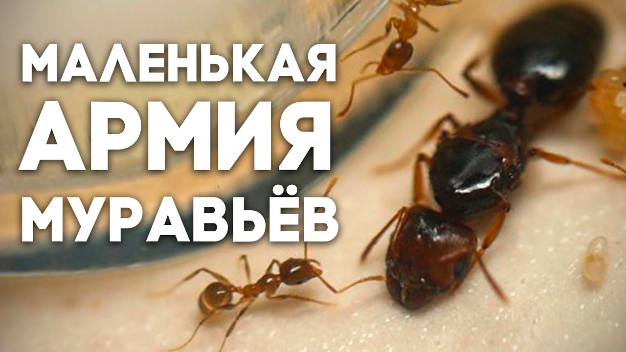 ЗАВЁЛ МАЛЕНЬКУЮ АРМИЮ МУРАВЬЁВ! Заселение колонии Pheidole pallidula в новую ферму! \\ Димон и пумба