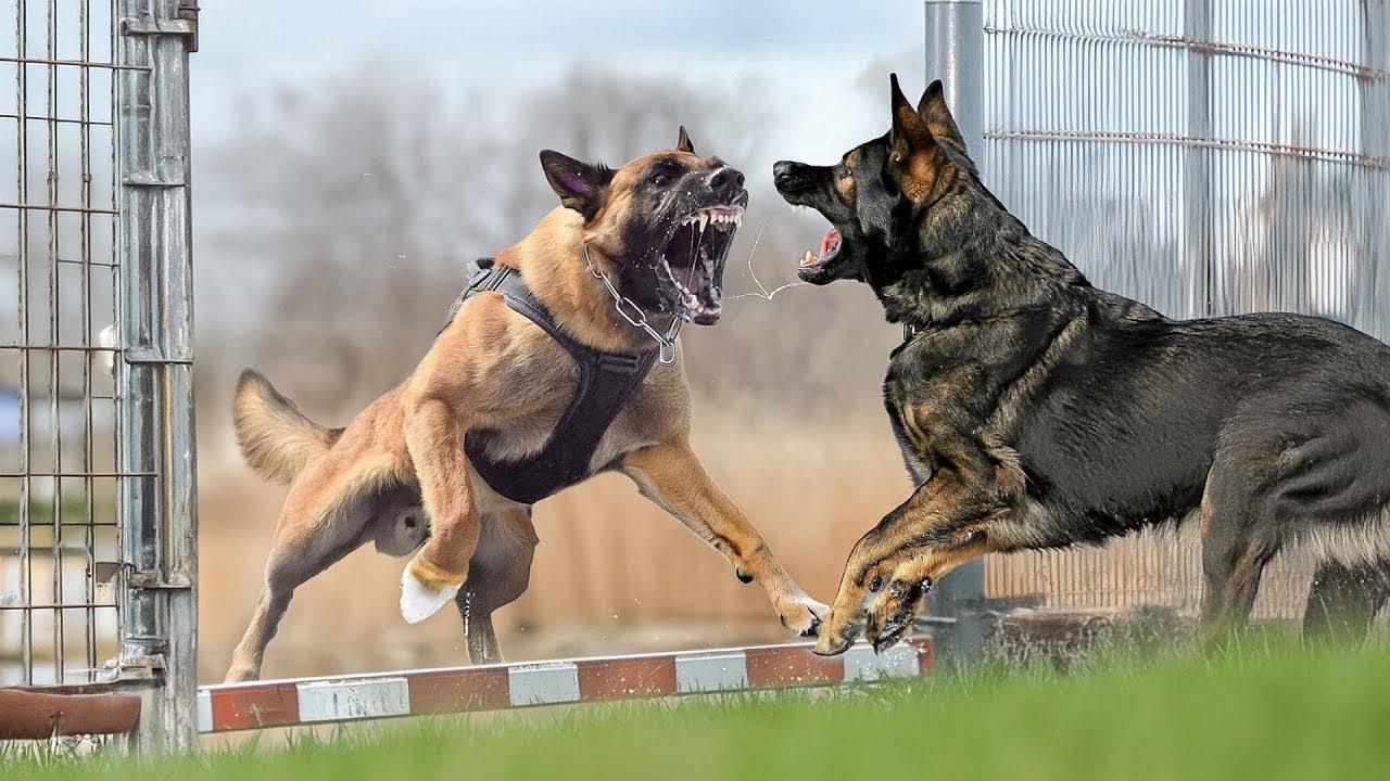 German Shepherd vs Belgian Malinois: Same Look, Very Different Dogs #dog