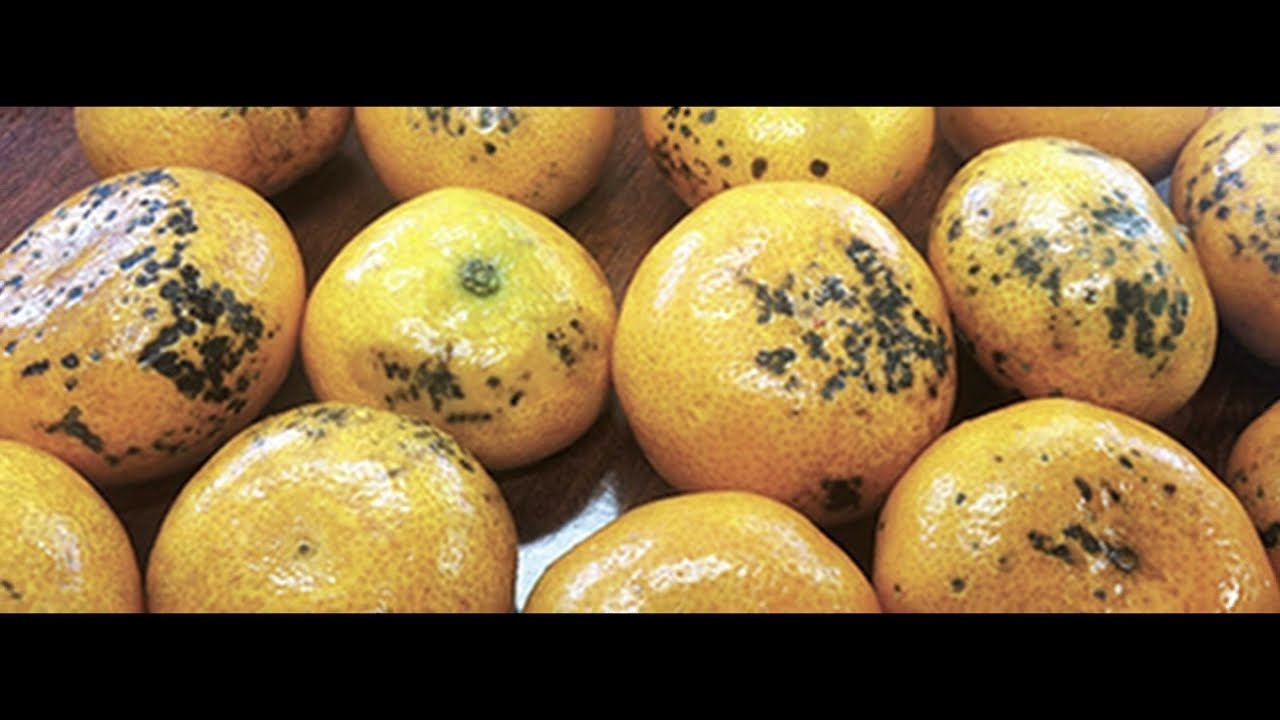 Uso de aceites en cítricos