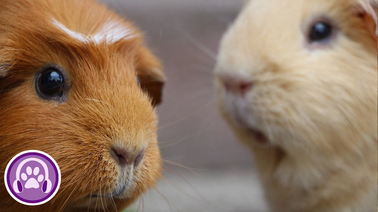 9 HOURS of Music for Guinea Pigs - Anxiety & Stress Relief 🎼
