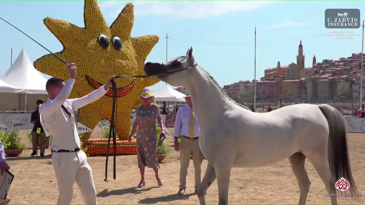 N 19 TM BELLA   Mediterranean and Arab Countries AHC   Menton 2023   Fillies 2 Years Old Class 2