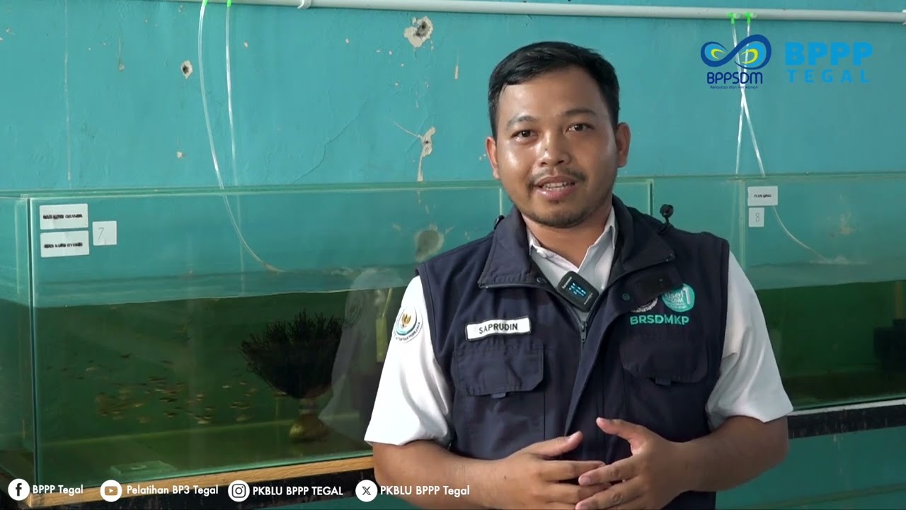 BUDIDAYA IKAN RASBORA GALAXY