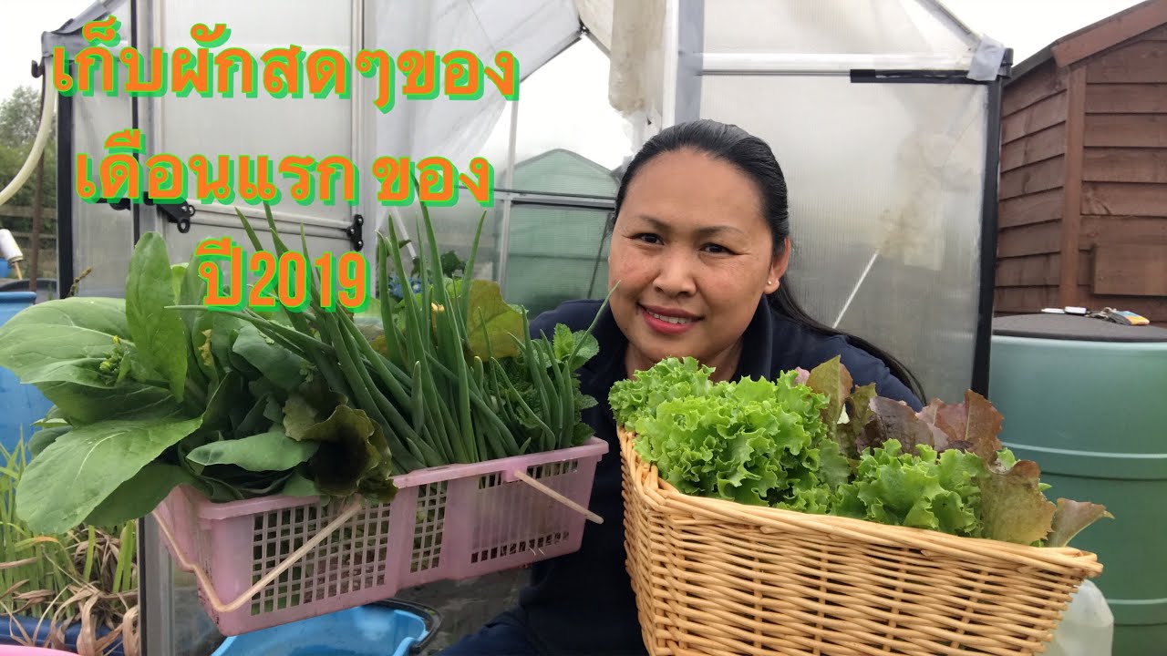 เก็บผักสดๆปลอดสารเคมี เดือนพฤษภาคมแรกของปี2019 สวนอังกฤษ