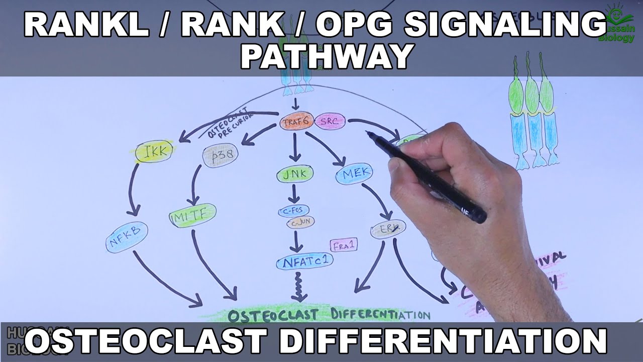 RANKL/RANK/OPG Signaling Pathway | Osteoclast Differentiation