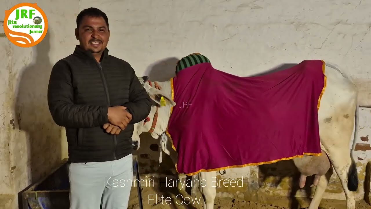 👍1st Live Milking Video(13.12.2025): कश्मीरी भाई की Elite Haryana Breed cow.👍Evening Milk 9.122Kg👍