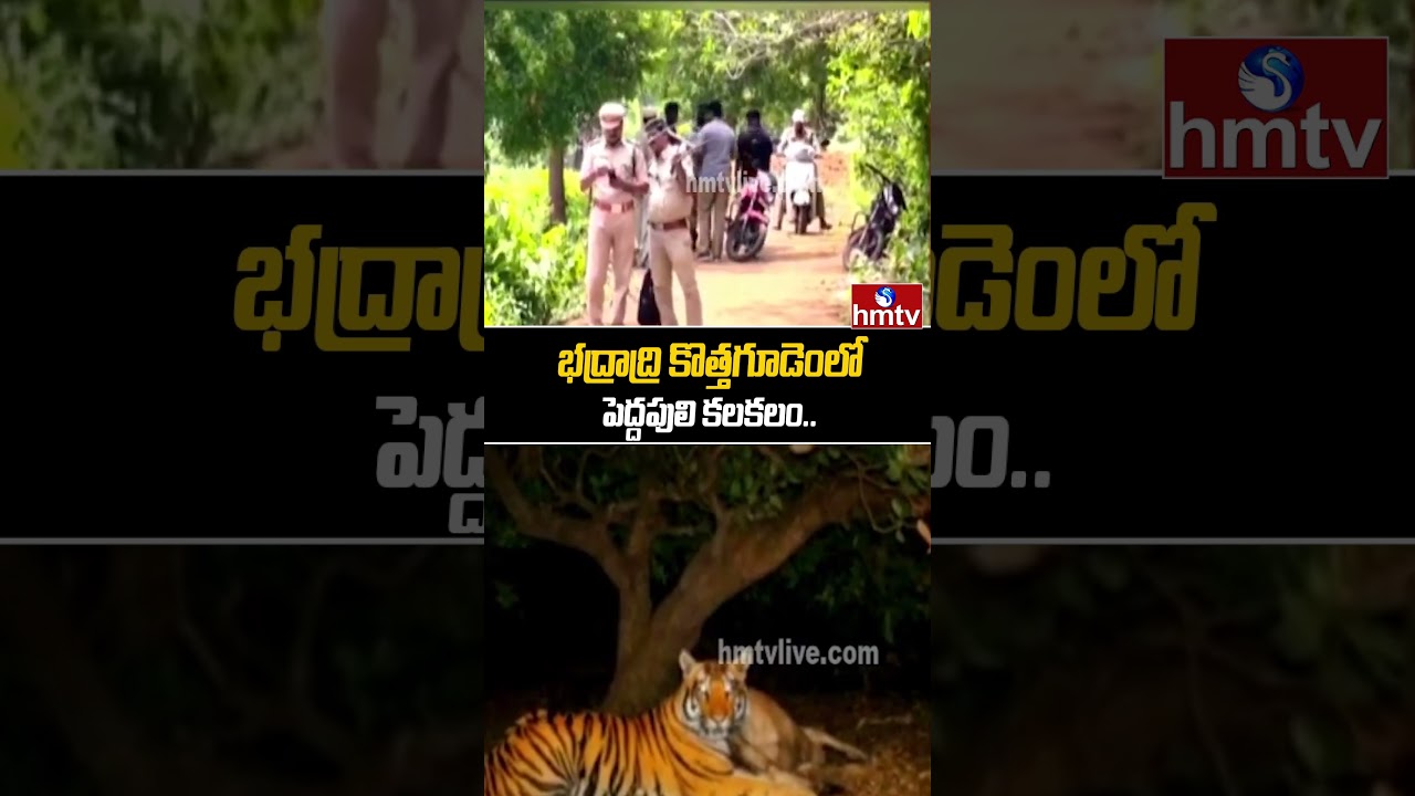 భద్రాద్రి కొత్తగూడెంలో పెద్దపులి కలకలం.. | Bhadradri Kothagudem | Tiger | hmtv