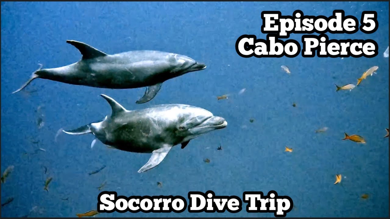 Cabo Pierce With The Dolphins |  Quino el Guardian Mexico Liveaboards | Socorro Dive Trip Ep 5
