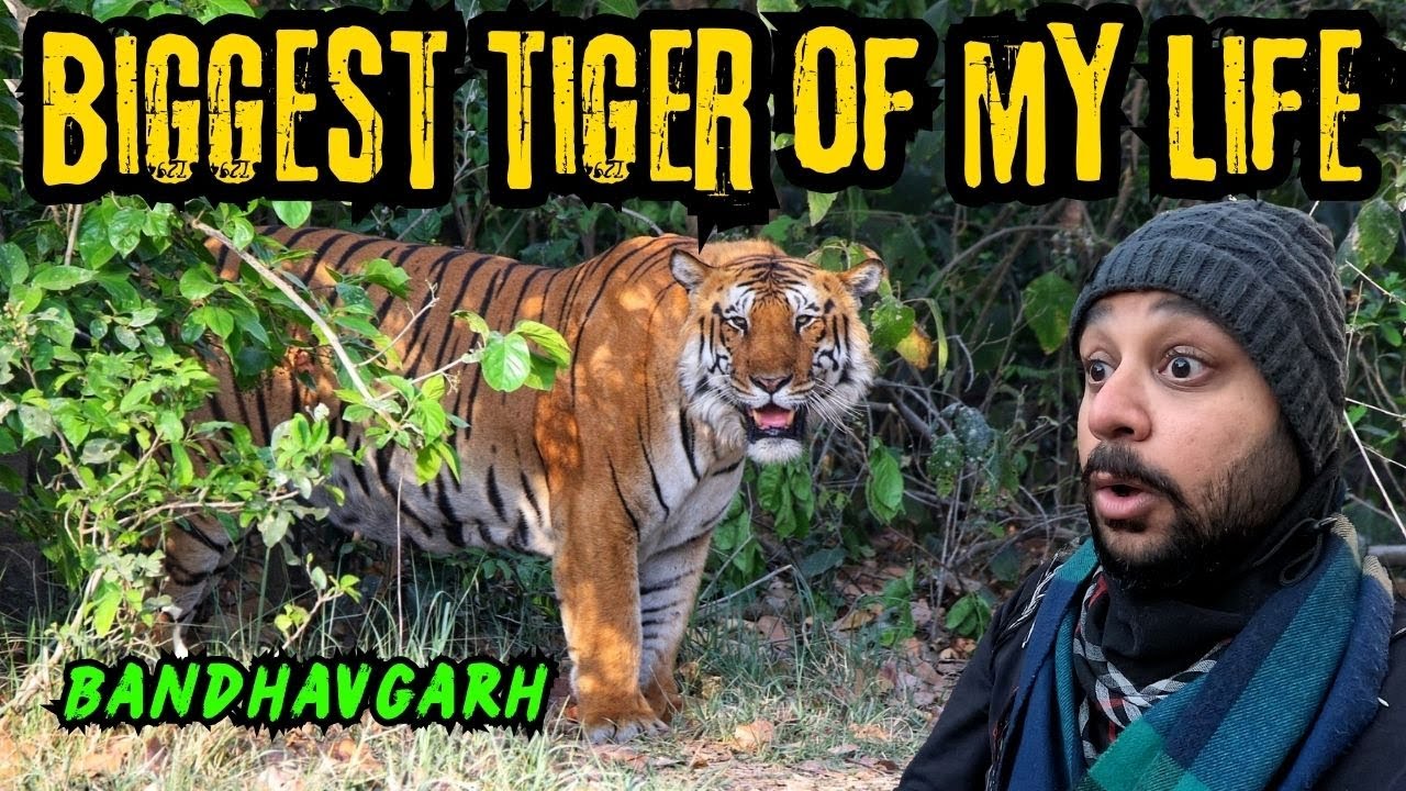Bandhavgarh Safari mein mil gaya sabse Khunkhar Tiger | Khitauli Zone Jungle Safari