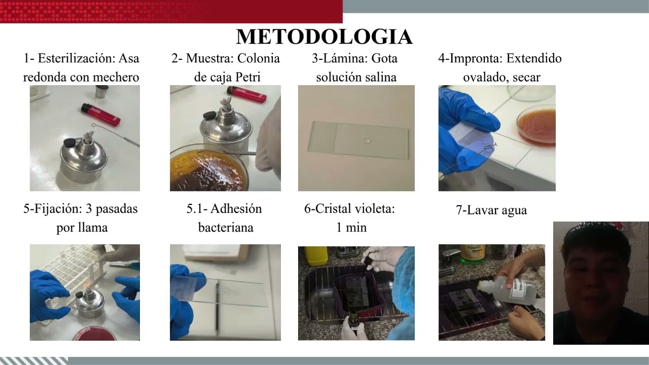 INFORME DE LABORATORIO 3:TINCION DE GRAM, MORFOLOGIA BACTERIANA