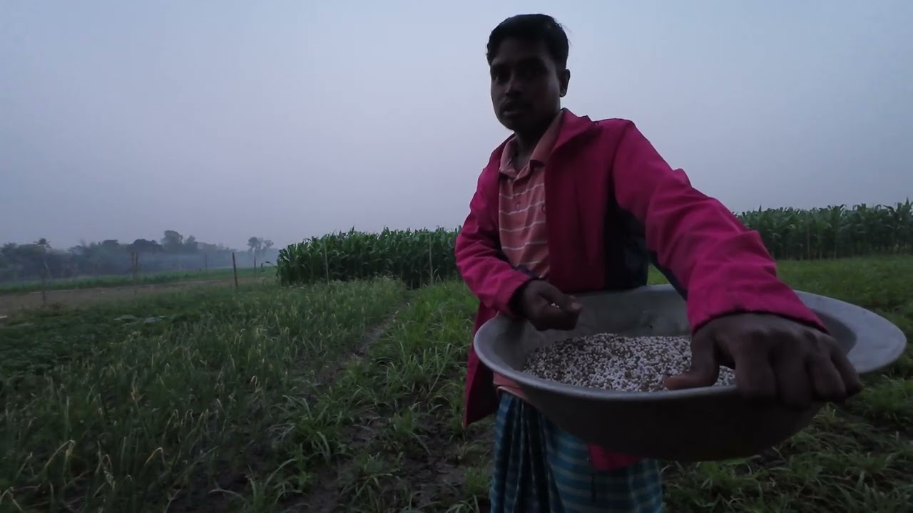 সন্ধার সময় জমিতে সার ছিটাতে গিয়ে শিয়ালের খপ্পরে || Dibanishi Protidin