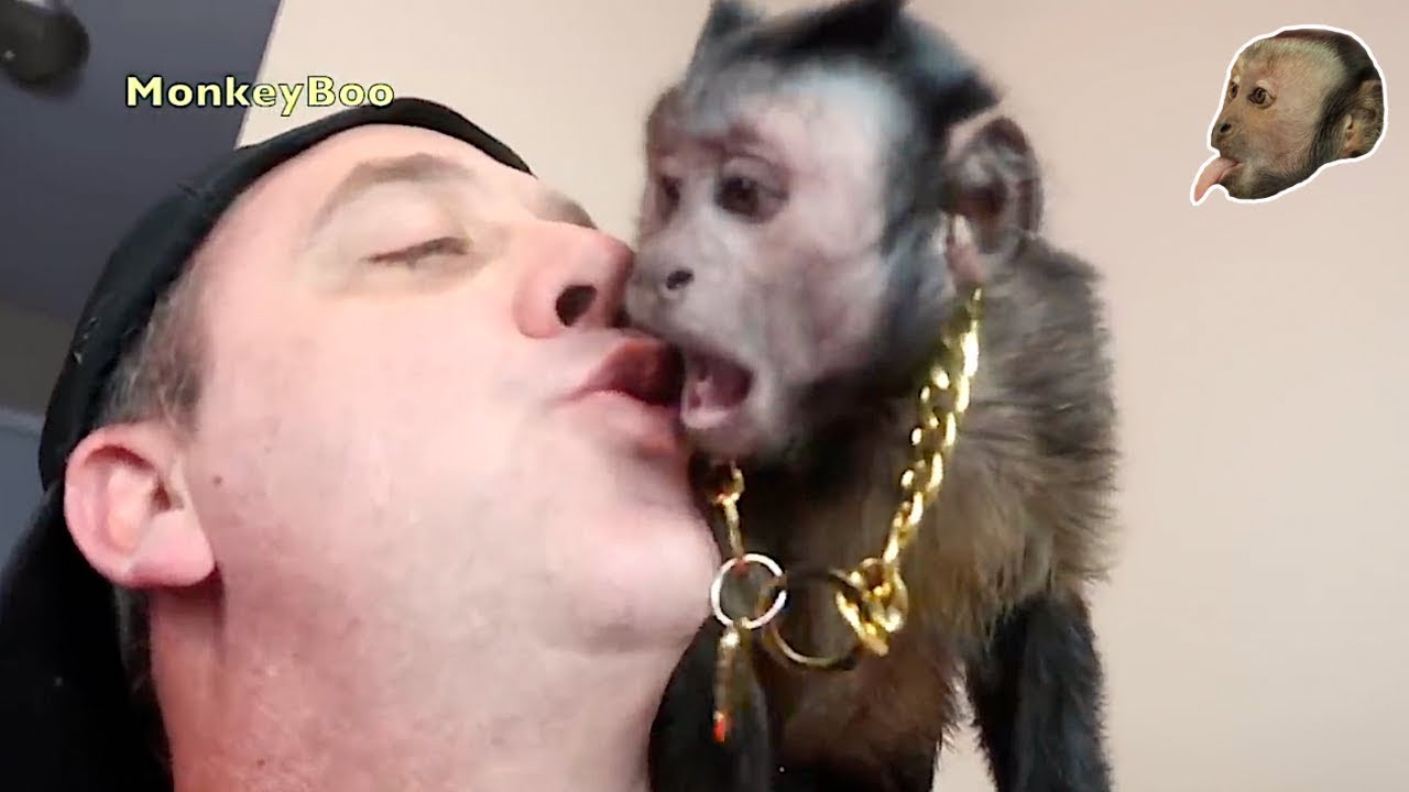Capuchin MonkeyBoo is VERY COOL! (COMPILATION)