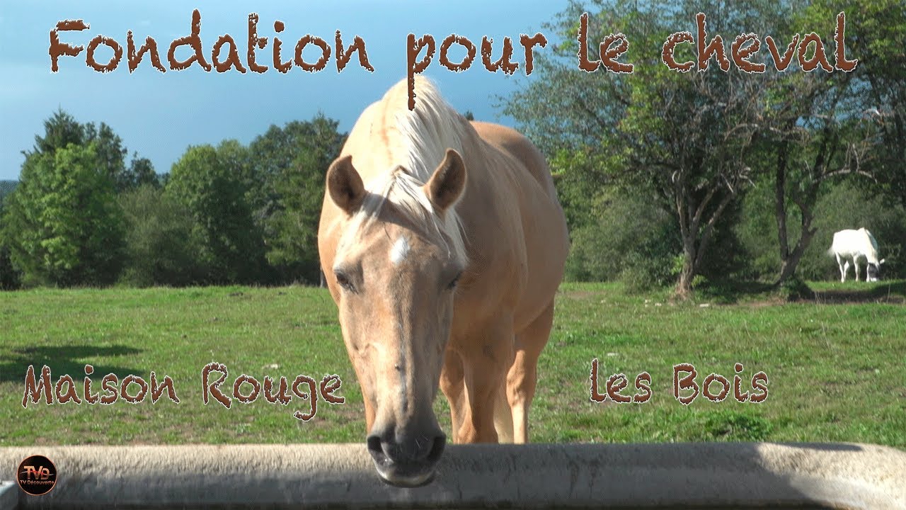 Fondation pour le cheval Maison Rouge - Les Bois