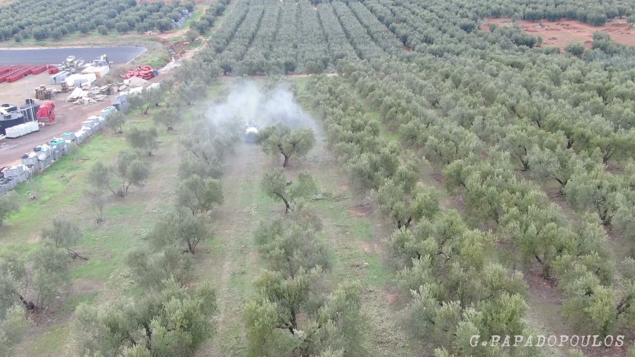 ΡΑΝΤΙΣΜΑ ΕΛΙΑΣ ΧΑΛΚΙΔΙΚΗΣ