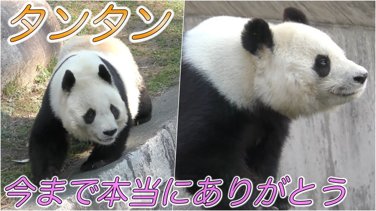 【日本のパンダ】2020年タンタンの中国返還が決定…〜キュートな王子動物園のジャイアントパンダ〜
