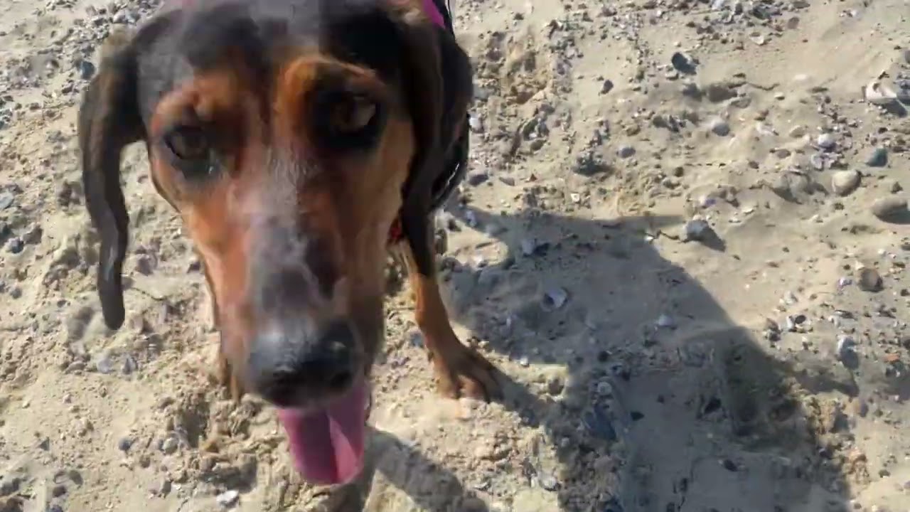 Malia the Greek Hare Hound