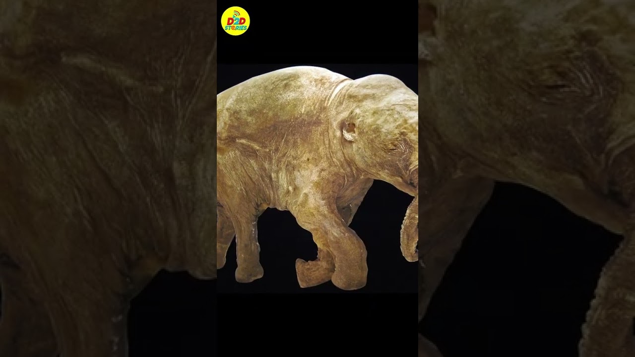 discovery the body of a 40,000 year old mammoth #shorts