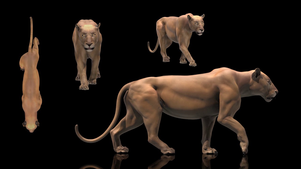 Lion walk cycle