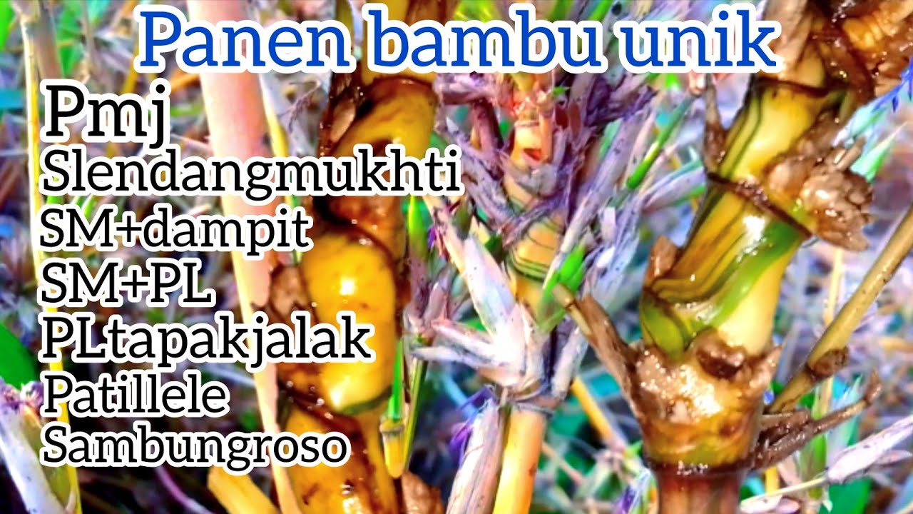 panen bambu unik slendangmukhti; pmj;Dampit;PL;PLtapak jalak