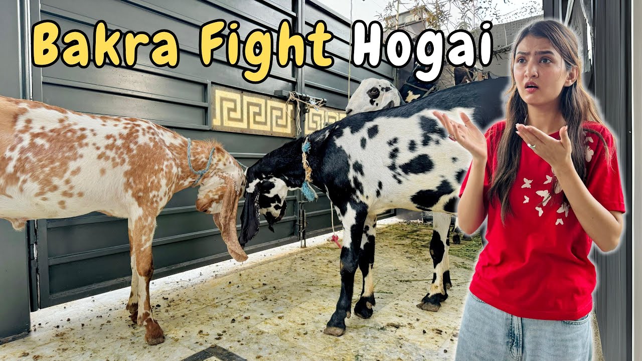 BAKRON MEIN HOI INTENSE FIGHT |  JAGU PY ATTACK | HIRA FAISAL | SISTROLOGY