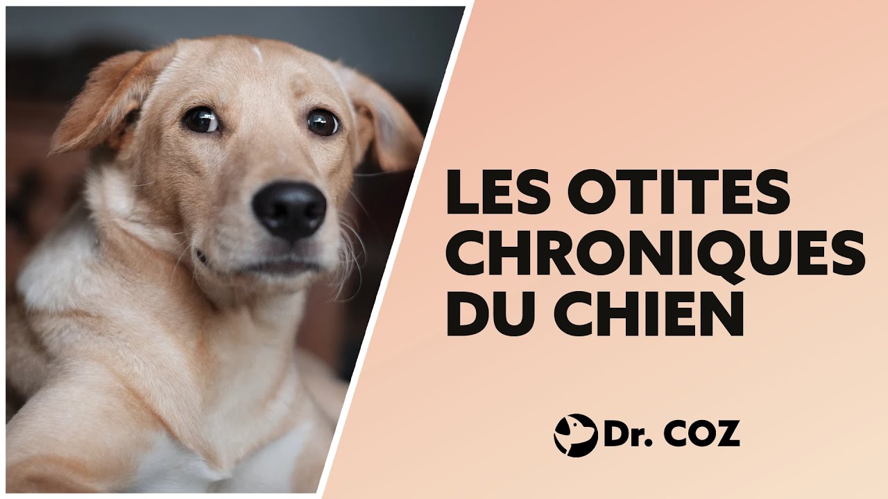 Mon chien ne guérit pas de son otite. Pourquoi ?  | Dr. COZ