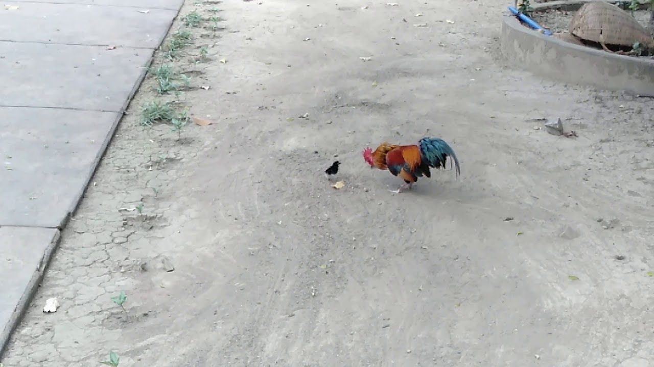Brave Chick Chases Rooster || ViralHog