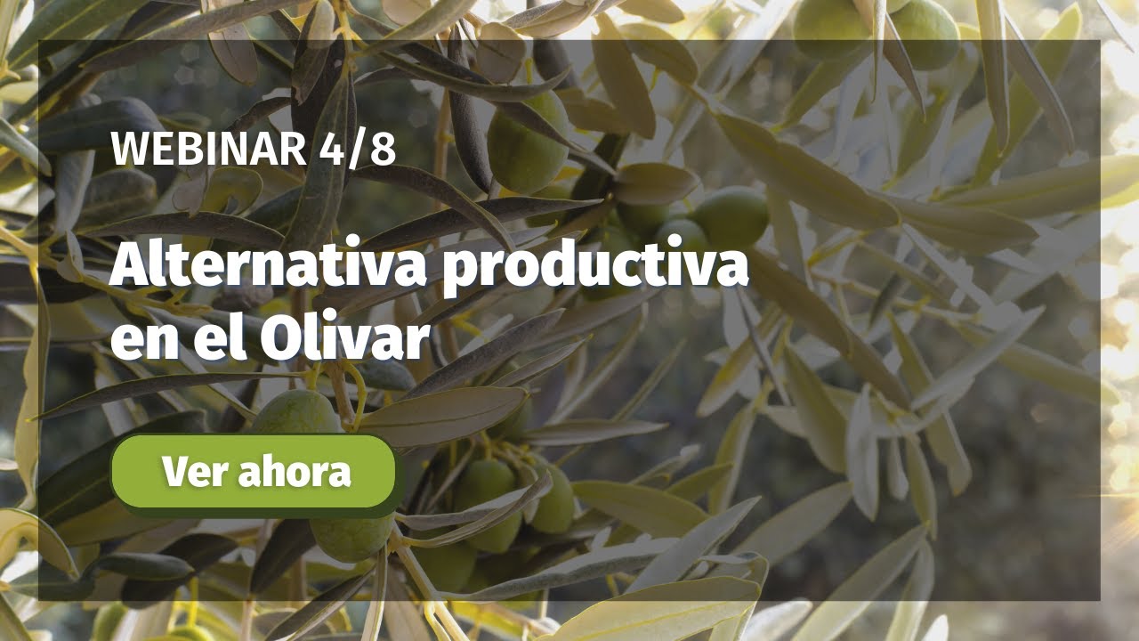 [Webinar] Alternancia productiva en el olivar.