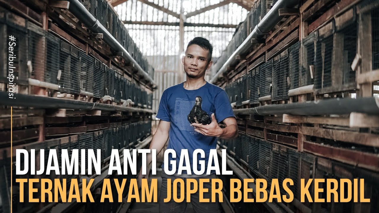 Ternak Ayam Joper Sistem Kandang Brooding Yang Simpel Dan Bebas Kerdil