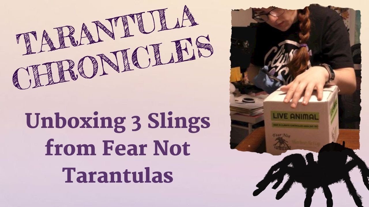 Unboxing two Dwarf Species and one Freebie from Fear Not Tarantulas