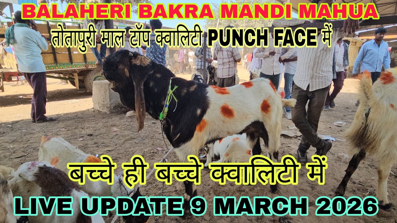 #goat #live BALAHERI BAKRA MANDI LIVE DOCOMENTARY |9 MARCH गाबिन तोतापुरी बकरी और बच्चे क्वालिटी में